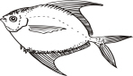 Angelfish.jpg (96656 bytes)