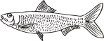 fish.jpg (104435 bytes)