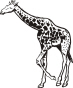 giraffe.jpg (119638 bytes)