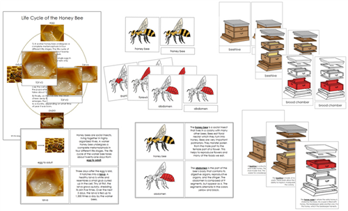 Honey Bee Montessori Nomenclature