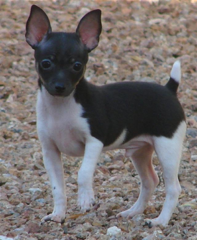 Toy Rat Terrier Puppies Wow Blog